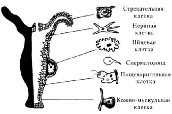 Рабочая blacksprut blacksprute com