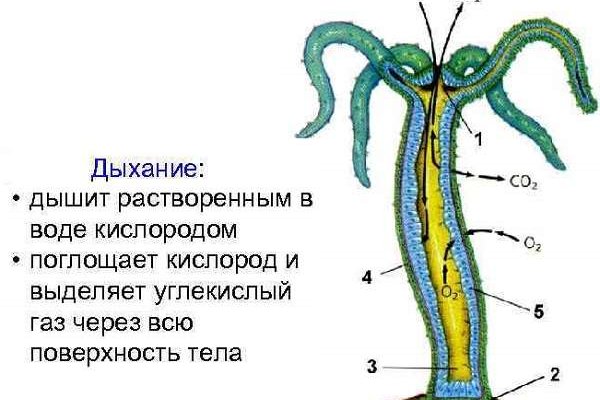 Https blacksprut com bs2web top