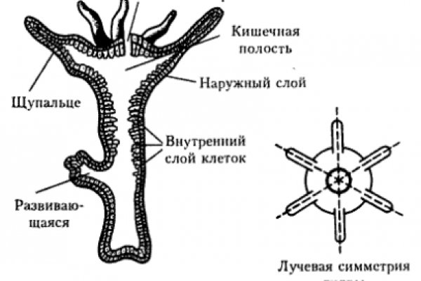 Ор blacksprut