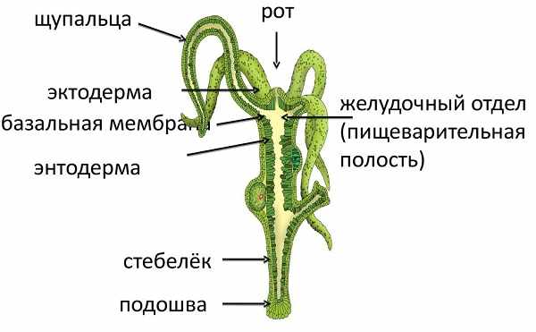 Bs gl ссылка 1blacksprut me